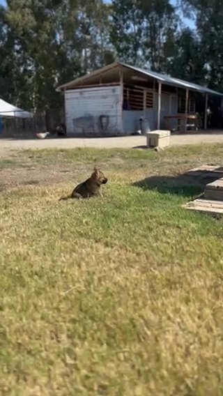 German shepherd Working Line in Lindsay, California