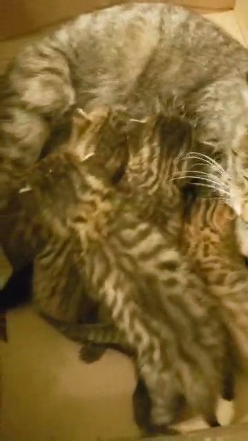 Half Bengal Kittens - Mixed Breed Exotic in Grand Rapids, Michigan