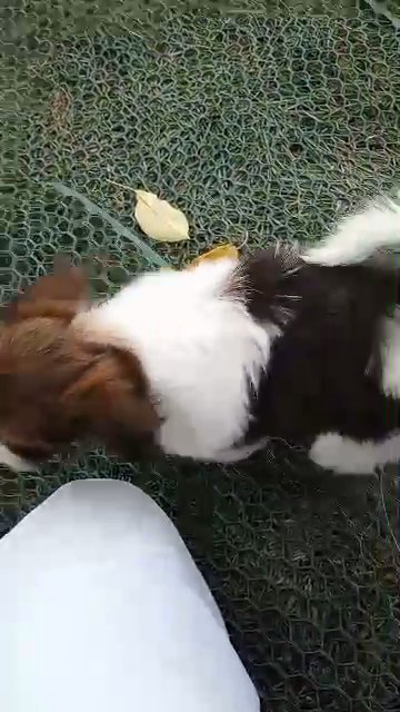 Havanese Purebred London in Payson, Utah