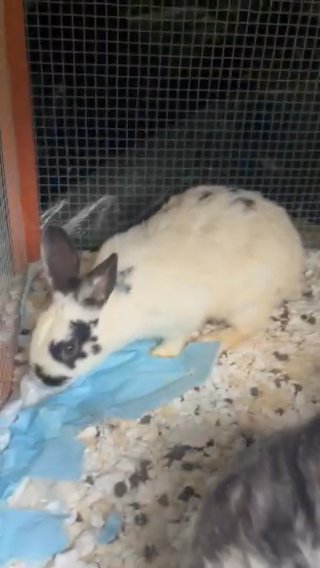 Rabbits Need A New Home in West Hartford (CDP), Connecticut