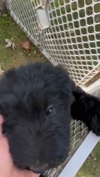 Multigenerational Male Labradoodle in Crossville, Tennessee