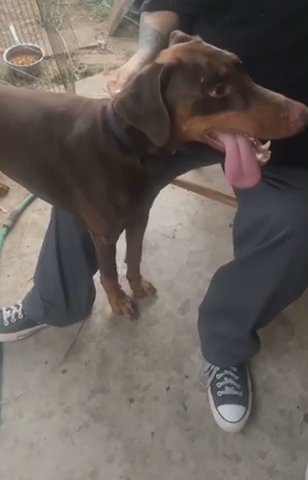 Male Doberman in Chico, California