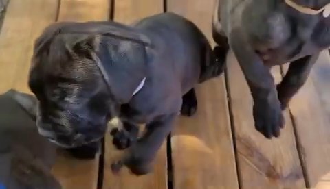 Razorback Cane Corso puppies in Mobile, Alabama