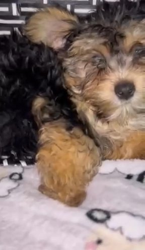 Designer Puppy - Yorkie And Maltese mix in Atlanta, Georgia