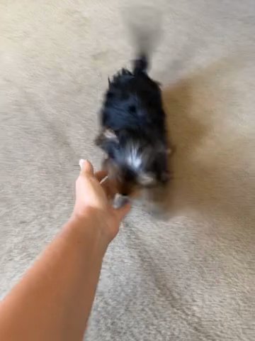 Yorkie Boys in Phoenix, Arizona