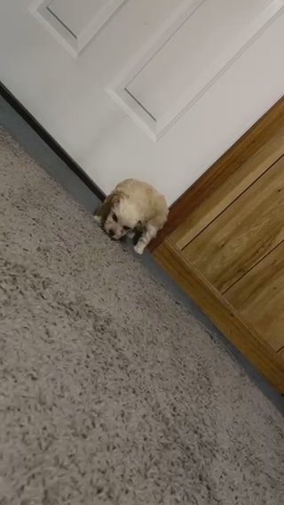 YorkiPoo in Cookeville, Tennessee