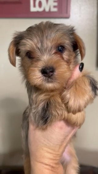 Male Blue Merle Yorkie in Cleveland, Tennessee