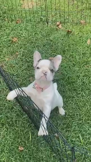 Merle & White Frenchie in Lawrenceville, Georgia