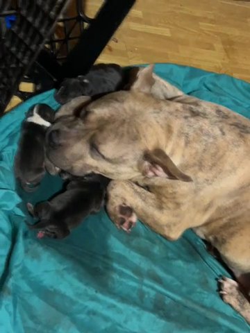 American bully in Newark, New Jersey