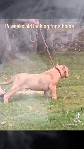 American Bully Xl 3 MALES 14 Week Old Cryptic Blue, Merle Brindle ,And A Chocolate Merle in Glasgow, Kentucky