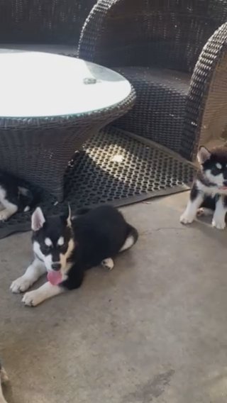 Siberian Husky Puppies in Houston, Texas