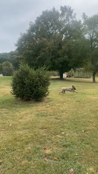 Brindle Female English Mastiff in Bristol, Virginia