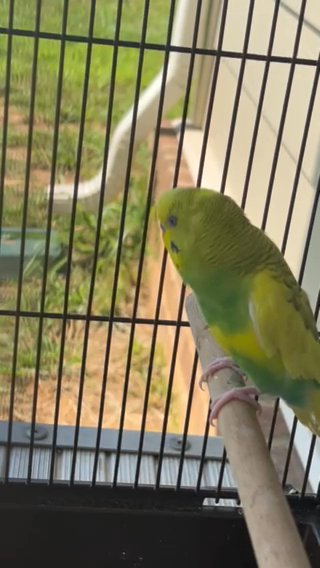 Parakeet in Murfreesboro, Tennessee