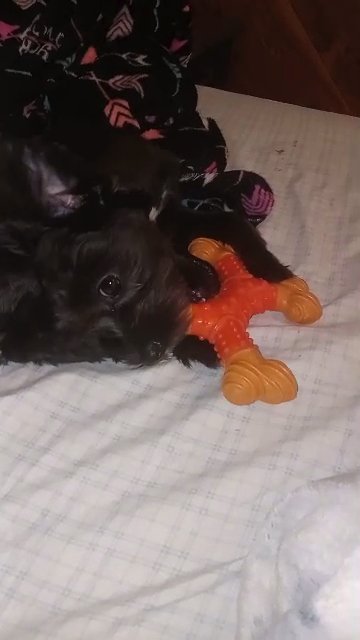 Morkie female puppy 18 weeks old in Canton (Township), Ohio