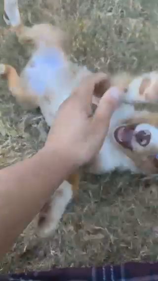 Miniature Australian Shepherd Red Merle Puppy For Sale in Braselton, Georgia