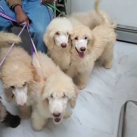 Standard Poodles in New Haven, Connecticut