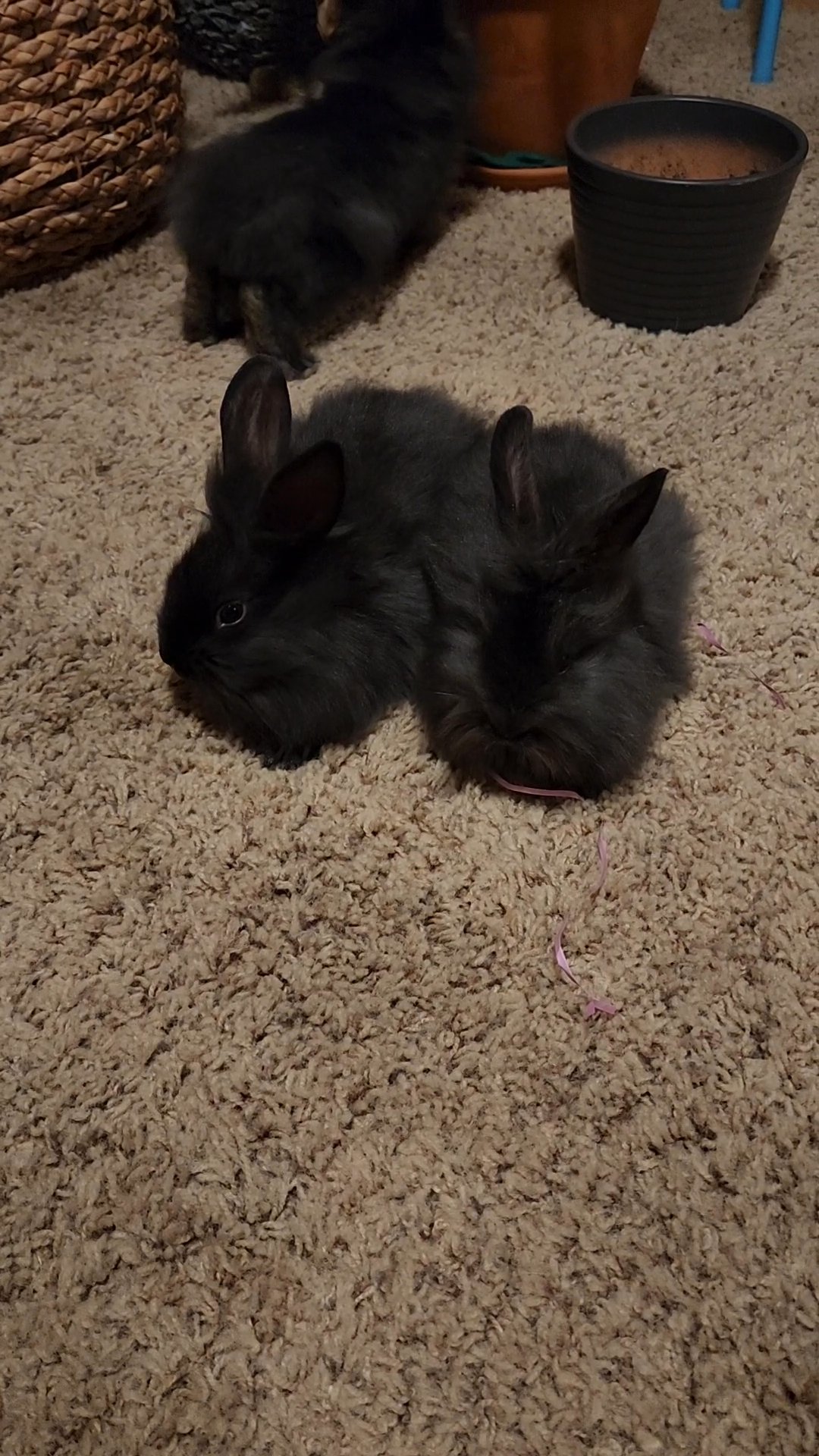 bunnies in Bismarck, North Dakota