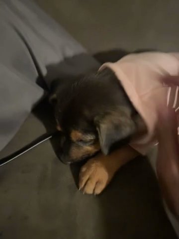 German Shepherd Mixed With Pitbull(Rare) in Dallas, Texas