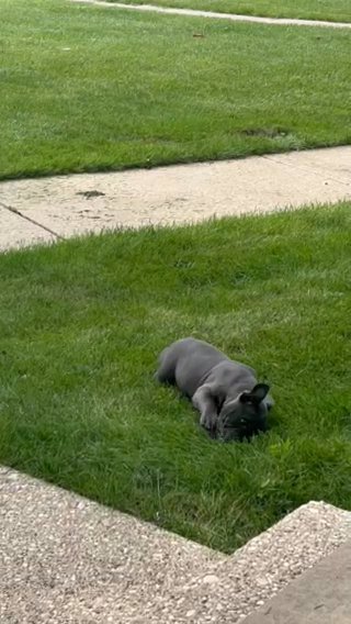 “Exotic” American Bully(1month, Blue Eyes) in Park Forest, Illinois