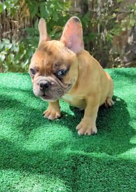 French bulldog pup in Fort Worth, Texas
