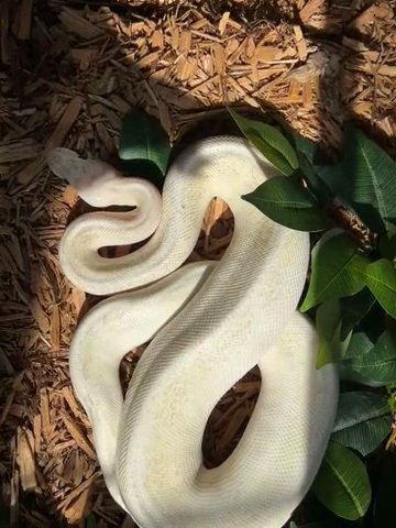 Albino Ball Python in Radcliff, Kentucky