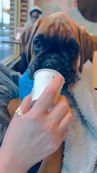 Cyrus having his first Pupachino❤️?? in New York City, New York
