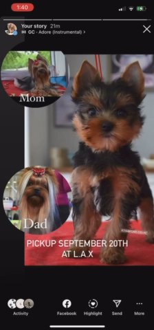 Yorkshire Terrier Female Imported From Budapest. in Apple Valley, California
