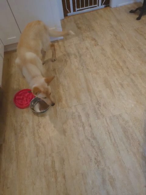white German Shepherd in Pittsburgh, Pennsylvania