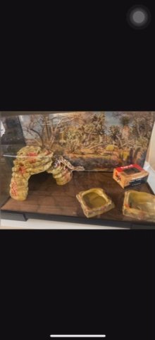 Leopard Gecko in Newark, New Jersey