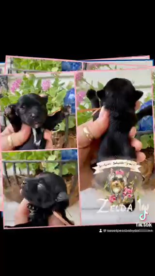 New KB BLACK litter in Clarksville, Tennessee