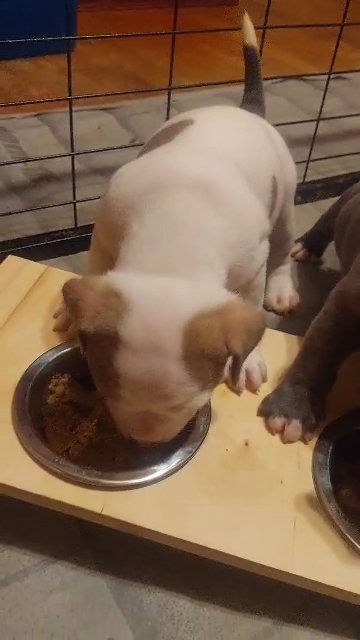 American bully puppies in Dallas, Texas