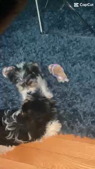 Heaven The Toy Sized Yorkie in Baltimore, Maryland
