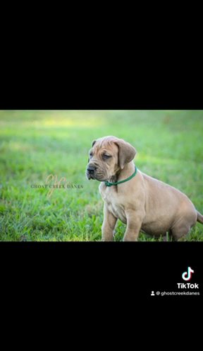 Heavy Euro Blue Fawn Female in Fountain Inn, South Carolina