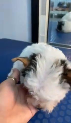 Tri/color parti Yorkshire Terrier in Clarksville, Tennessee