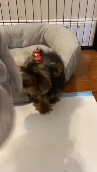 Maya in Boston, Massachusetts