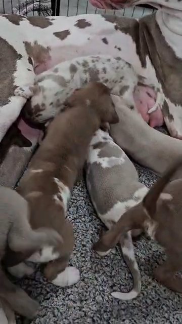 Great Dane puppies in Edinburg, Texas
