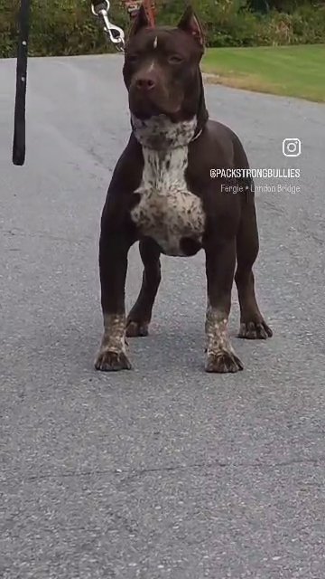 XL American Bully in Queensbury, New York