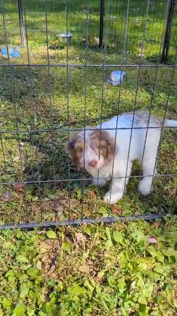 Cockapoo Babie in Coshocton, Ohio