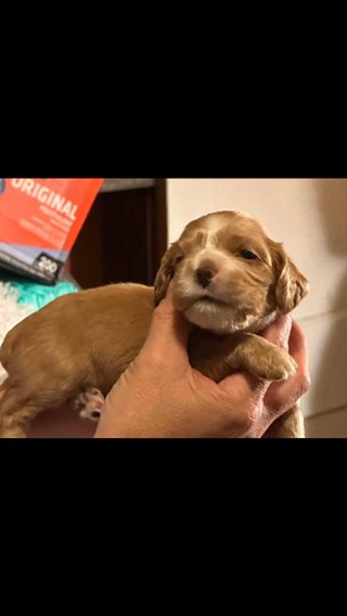 Cocker Spaniel in Columbia, South Carolina