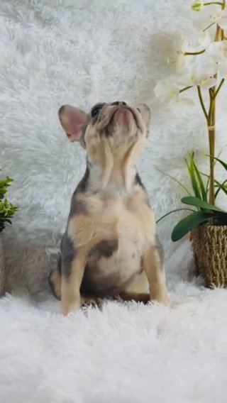 French Bulldog Puppy in Dayton, Ohio
