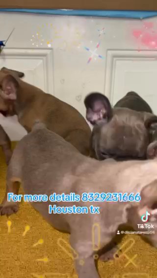 Akc FrenchBulldog Puppies in Houston, Texas