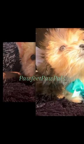 Sable Male Yorkie in Dallas, Texas