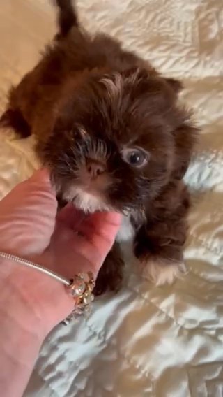CKC Liver Imperial Shih Tzu in Clemmons, North Carolina