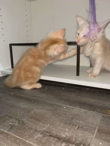 Main Coon Kittens in Los Angeles, California