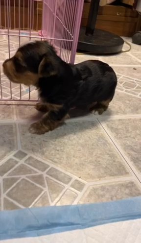 Lety & Zeus Babies in Dallas, Texas