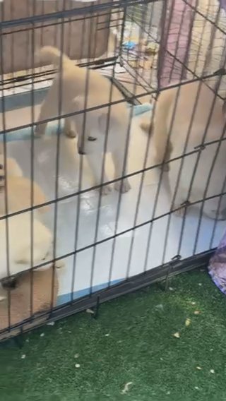 White German shepherd puppies in Yucaipa, California