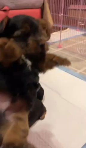 JBzPawz in Dallas, Texas
