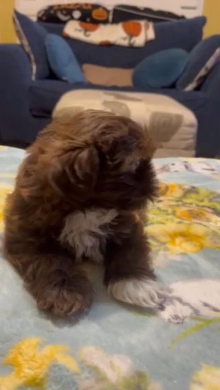CKC Imperial Liver Green Eyed Shih Tzu Ready Now in Asheboro, North Carolina