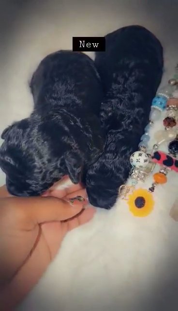 Sold toy poodle Puppies girls in North Augusta, South Carolina