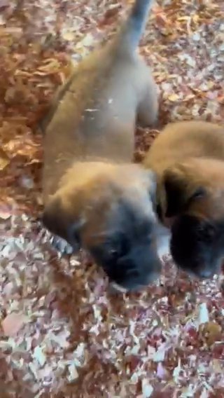 English Mastiff “Penny” (red) in Bristol, Virginia